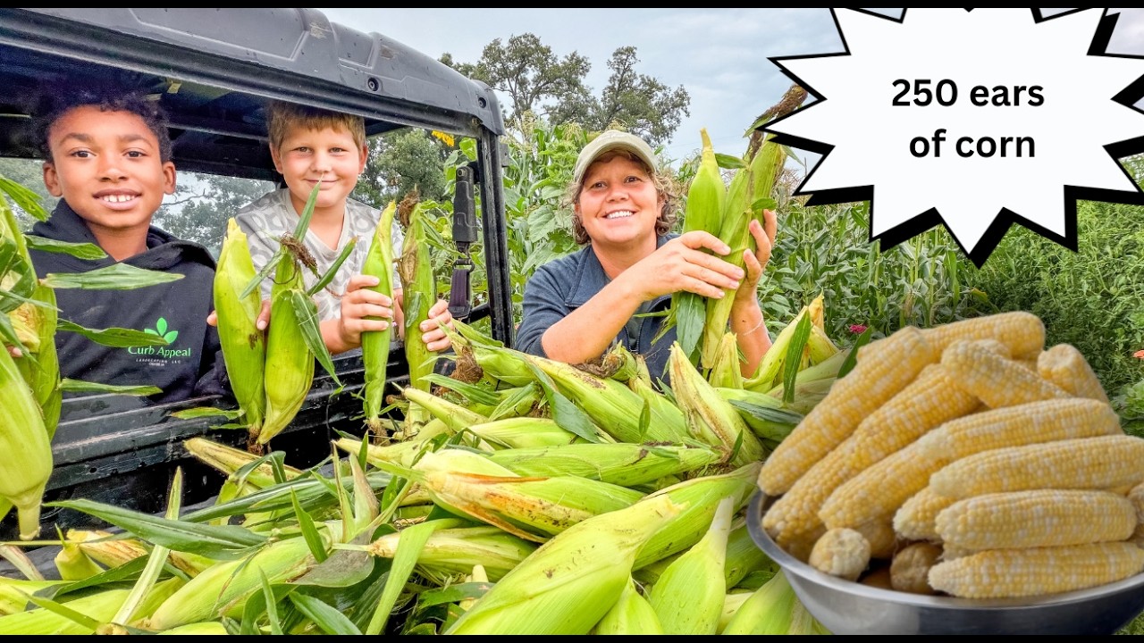 YouTube post by @Ruthannzimm for AvantLink. Caption reads: Preserving a Massive Sweetcorn Harvest for....