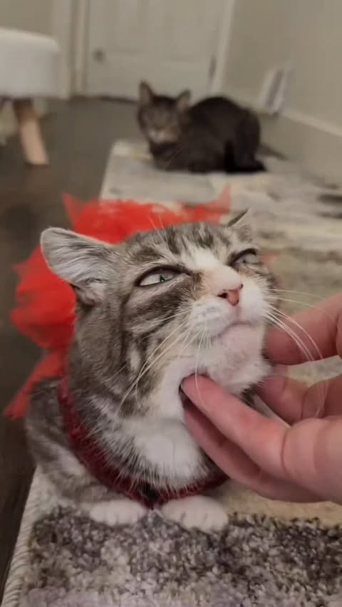 Instagram post by @winkythedwarfcat for Cheerble. Caption reads: [...] to yours 🎄
The cats are loving their....