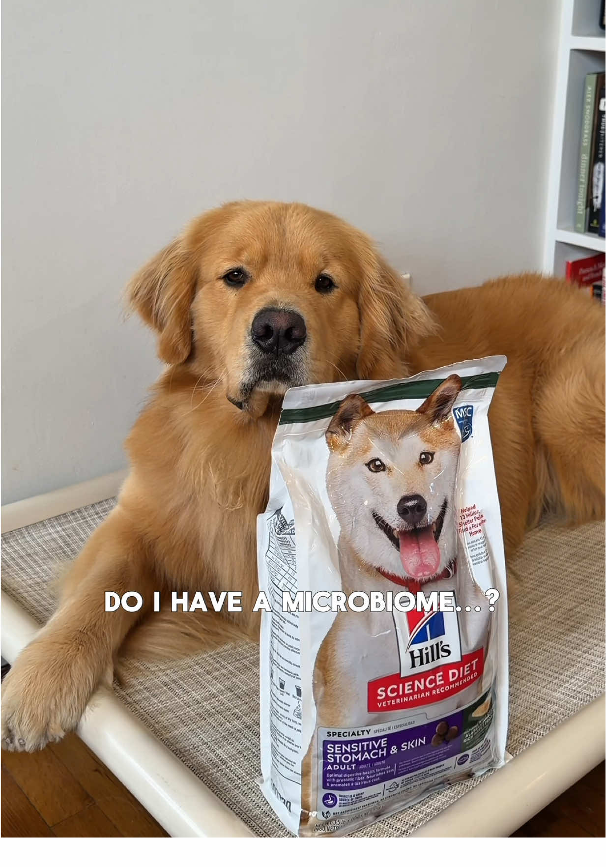 TikTok post by @zebbythegolden for Petco. Caption reads: #ad 🚨 Breaking News: Zebby loves Hill's Science....