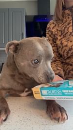 Instagram post by @bluestaffyboulder for Burns Pet Food. Caption reads: Tonight’s menu: deliciousness with @burnspet....