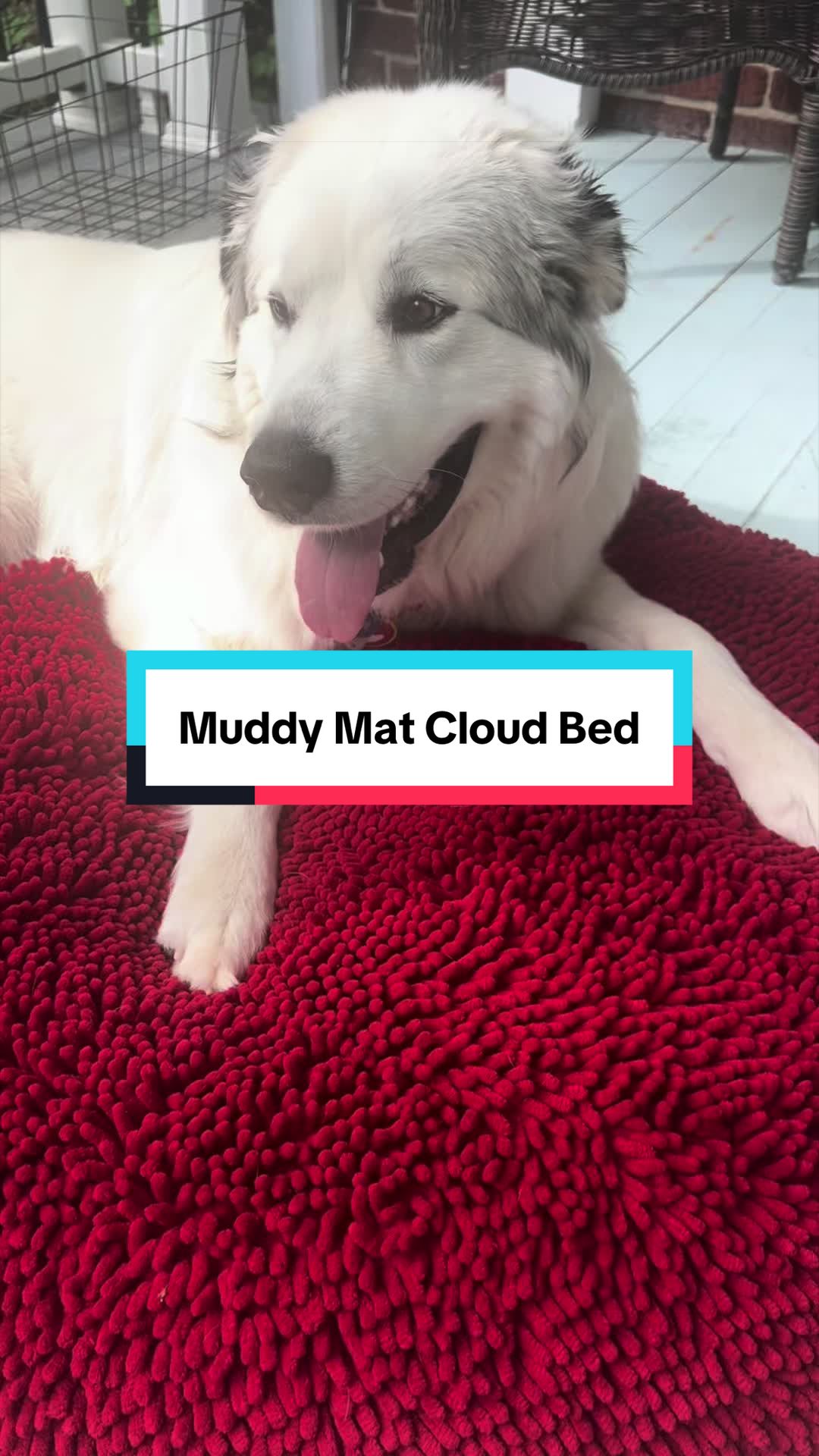 TikTok post by @foxtailwags for Muddy Mat. Caption reads: [...] is living the life of luxury on his @@Muddy....