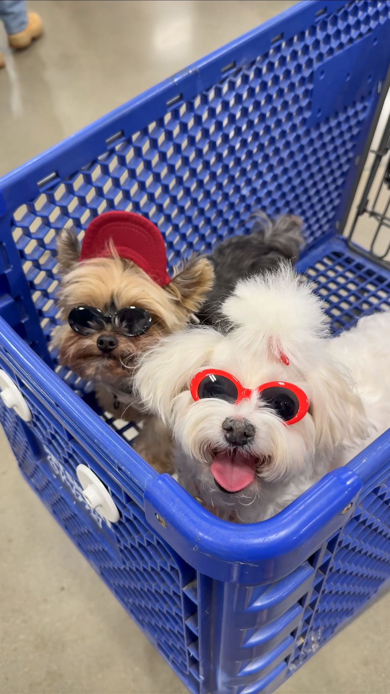Instagram post by @duckytheyorkie for PetSmart. Caption reads: 🕵️🐶 Sent my top agents on a mission @petsmart to....