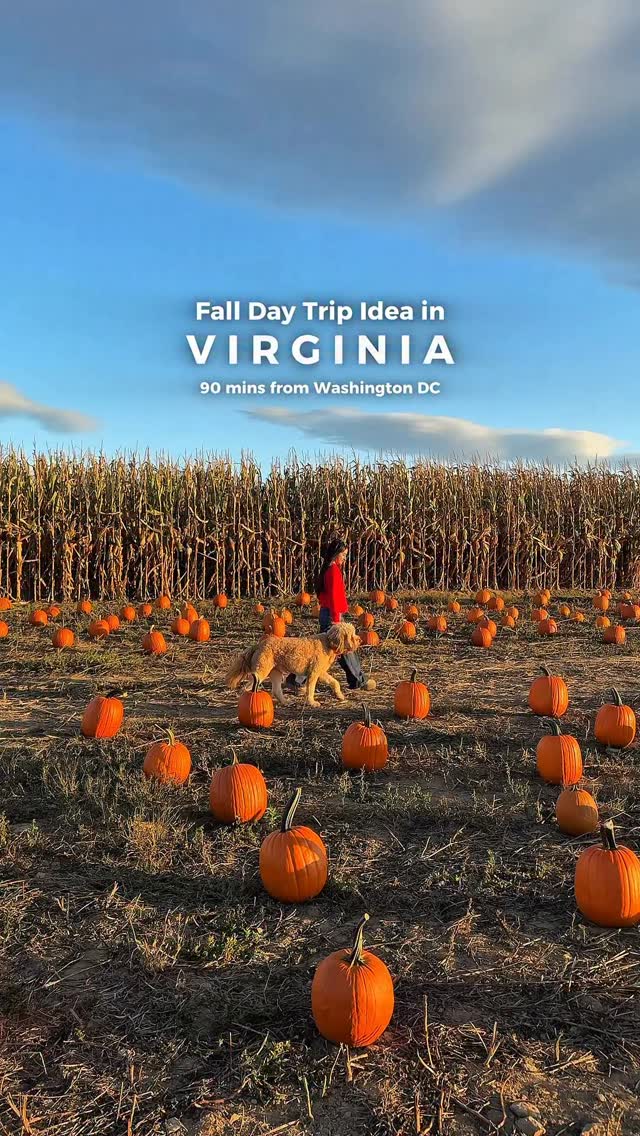 Instagram post by @withsunshinesol for ORIJEN Petfoods. Caption reads: Fall days like this are my favorite 🍂 

We....