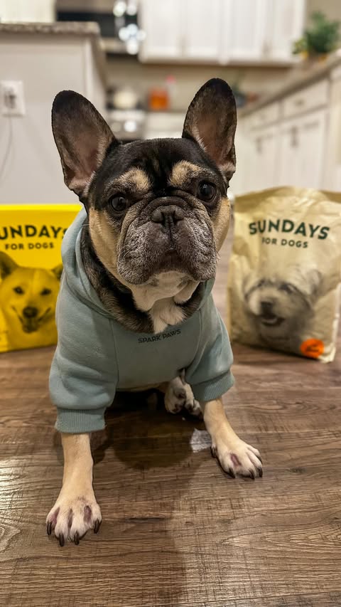 Instagram post by @thefunnymomma for Sundays for Dogs. Caption reads: [...] I tell you he has been tearing his....