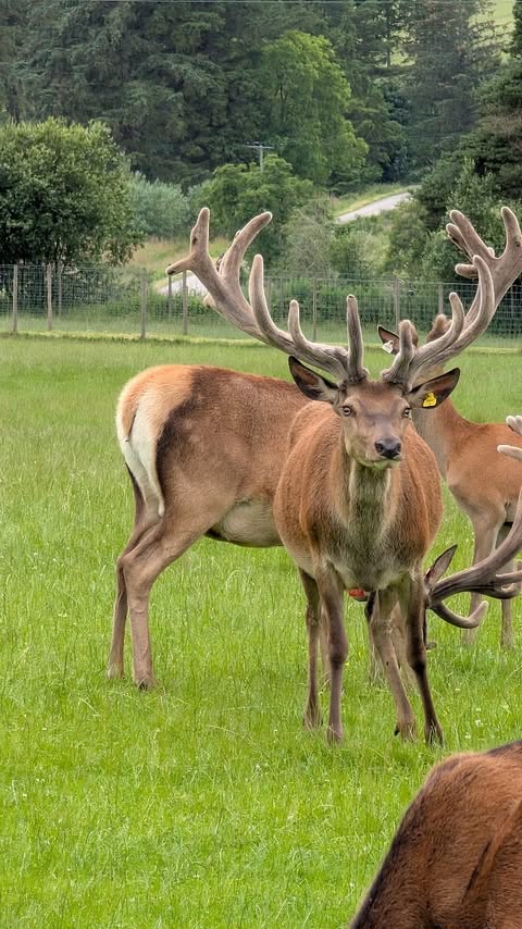 Instagram post by @aberdeen_eats for Moments in Aberdeen. Caption reads: Ad/Invite 🦌 Tullynessle Deer Farm 🦌 On Sunday we....