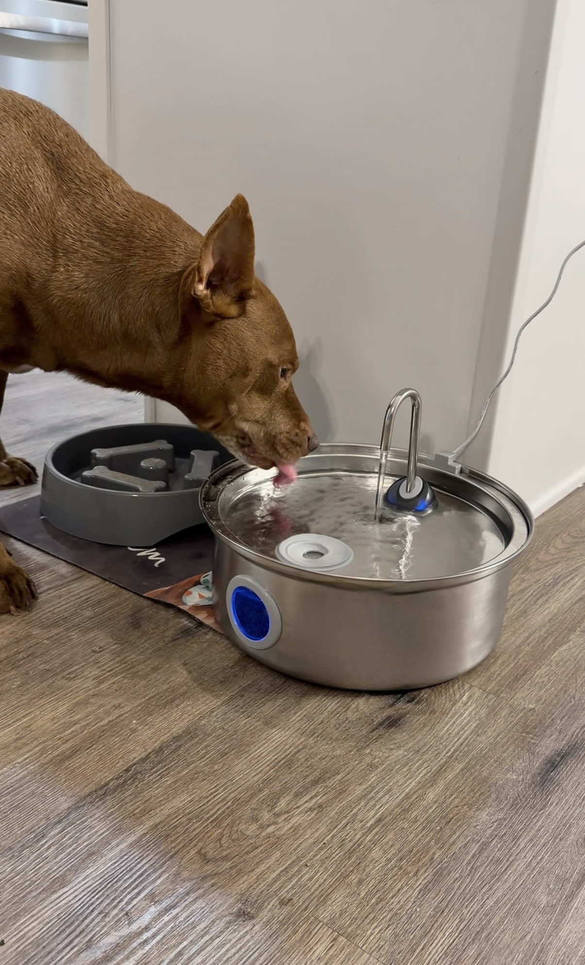 TikTok post by @hi.this.is.tatum for Oneisall. Caption reads: #Sponsored The healthiest choice is obviously....