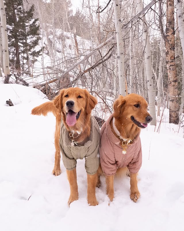 Instagram post by @ourlovinglola for Lambwolf. Caption reads: Snow much fun 😍❄️🦮🦮 

Wearing @lambwolf.co....
