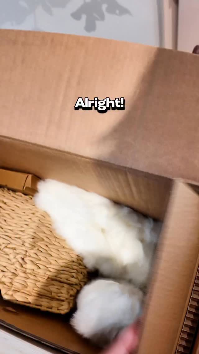 Instagram post by @adonis.sugar.kitty for Maupets. Caption reads: Kitties are tough critics when it comes to new....