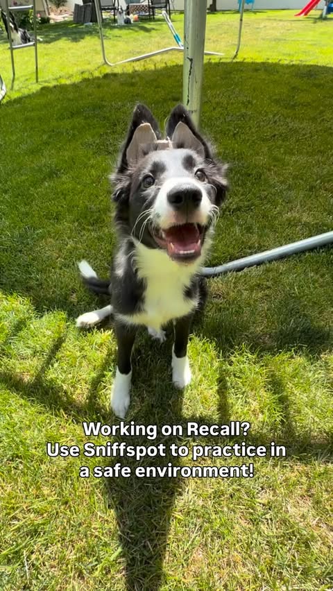 Instagram post by @highflyingcollies for Sniffspot. Caption reads: [...] rent out backyards for your dog using....