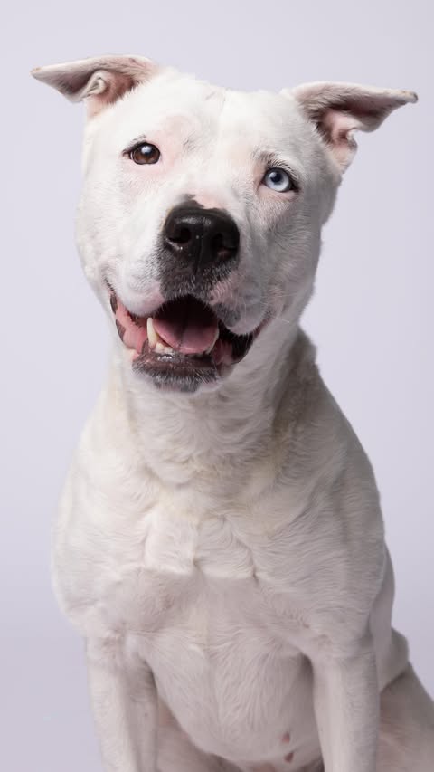 Instagram post by @humanesocietytampa for Westcott Lighting. Caption reads: [...] and Betsy’s was sponsored by....