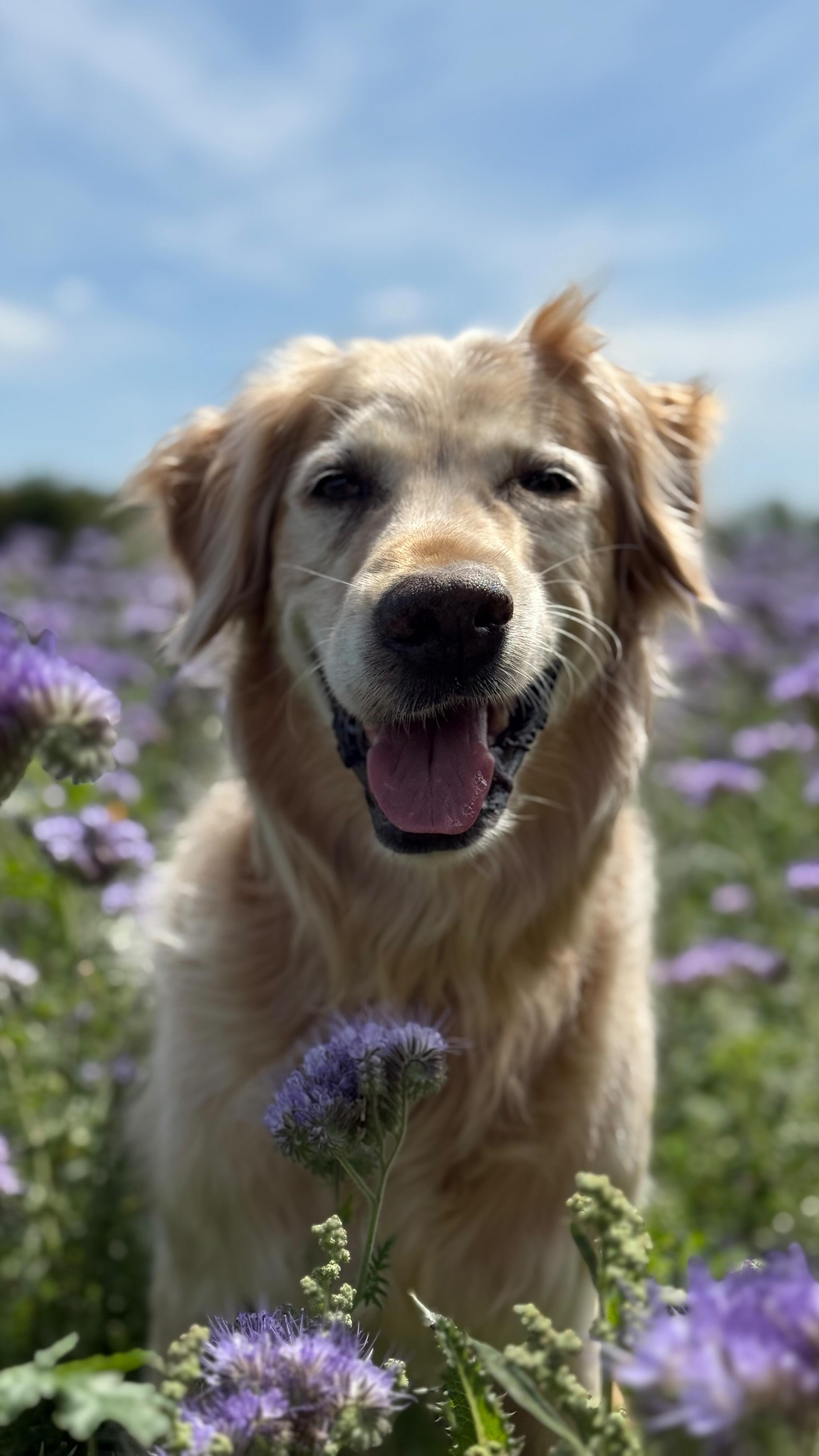 Instagram post by @hugoandursula for Arden Grange. Caption reads: Hugo and his sweet sugar face, crooked little....