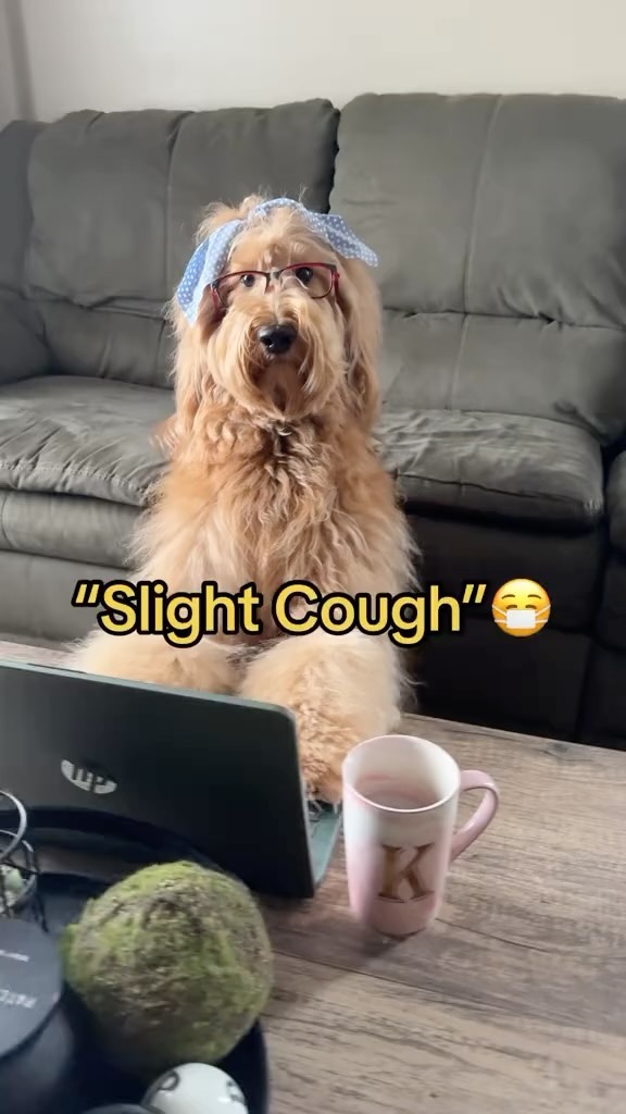Instagram post by @kimberthedoodlequeen for Good Morning America. Caption reads: [...] @dogsofinstagram @goodmorningamerica @tiktok....