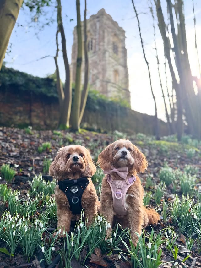 Instagram post by @rodneyandmabel_the_cavapoos for Bailey and Coco. Caption reads: [...] the best dressed guests thanks to....