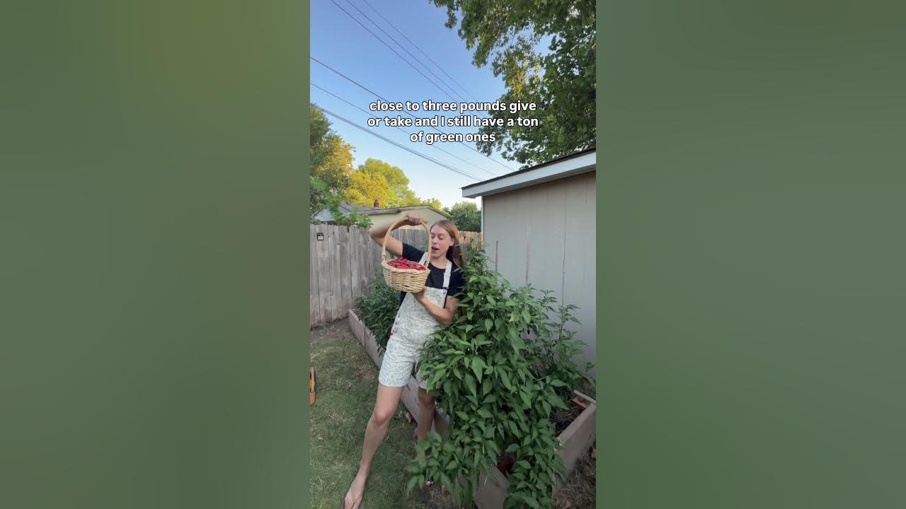 YouTube post by @itsbreellis for Christy Dawn. Caption reads: Pepper Harvest!  #backyardhomestead #harvest....