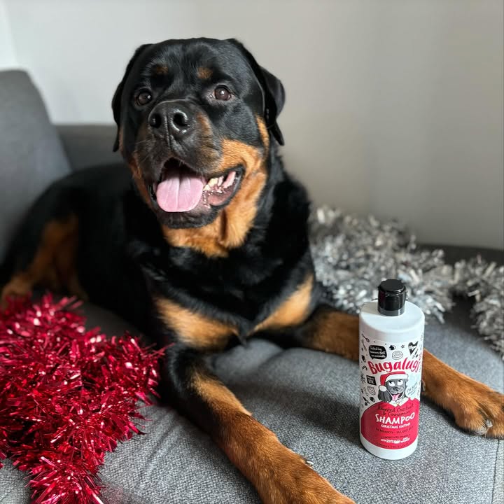 Instagram post by @_bear_the_rottie for Bugalugs Pet Care. Caption reads: This @bugalugspetcare shampoo smells like....