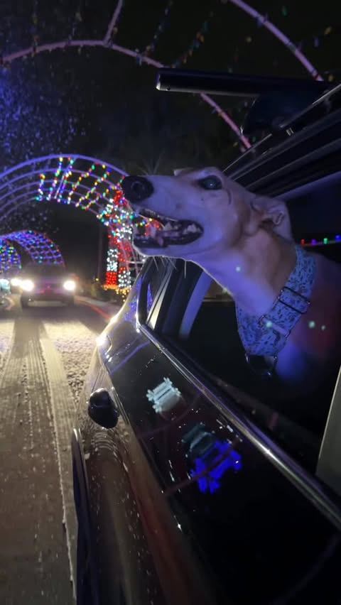 Instagram post by @anubis_the_greyt for WeRateDogs. Caption reads: Anubis made this our tradition, and Cosmos....