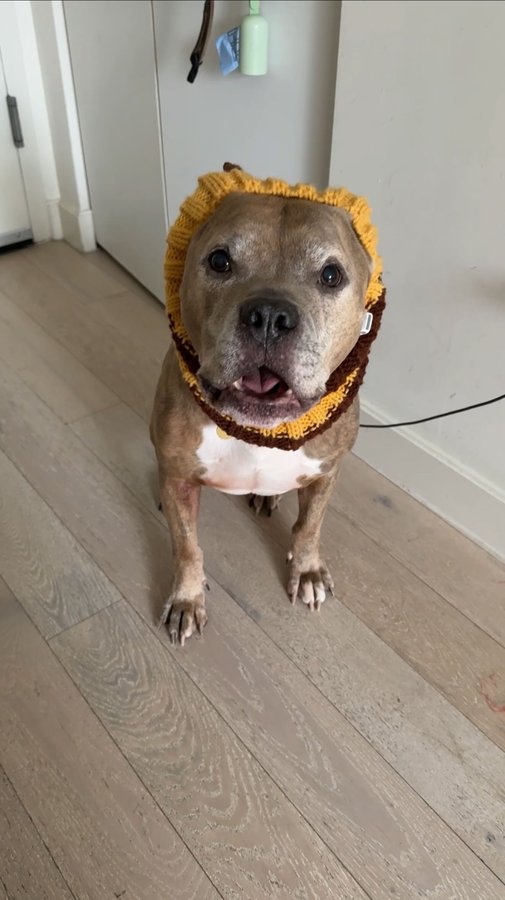 Instagram post by @vivecachow for Purina. Caption reads: #ad Don’t forget to tune into NBC on Thanksgiving....