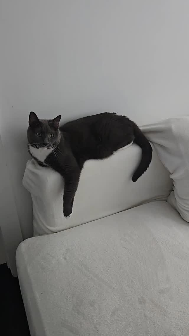 Instagram post by @kittyj08 for Neakasa. Caption reads: Use the link in my bio and dont forget to use my....