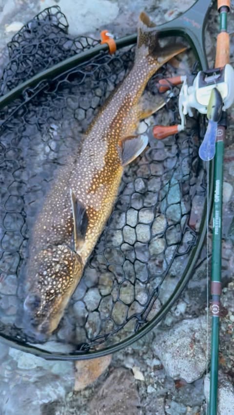 Instagram post by @shota_jenkins_konno for Shimano. Caption reads: [...] Street Market Reel : Scorpion quickfire....