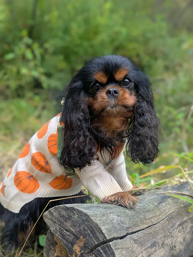 Instagram post by @edgar.and.pacane for Fitwarm. Caption reads: [...] Chipmunk who loves Posing 🧡🐿️ Sweater....
