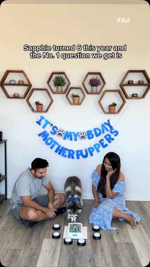 Instagram post by @sapphie_the_pomsky for Blue Buffalo. Caption reads: [...] by high quality ingredients from....