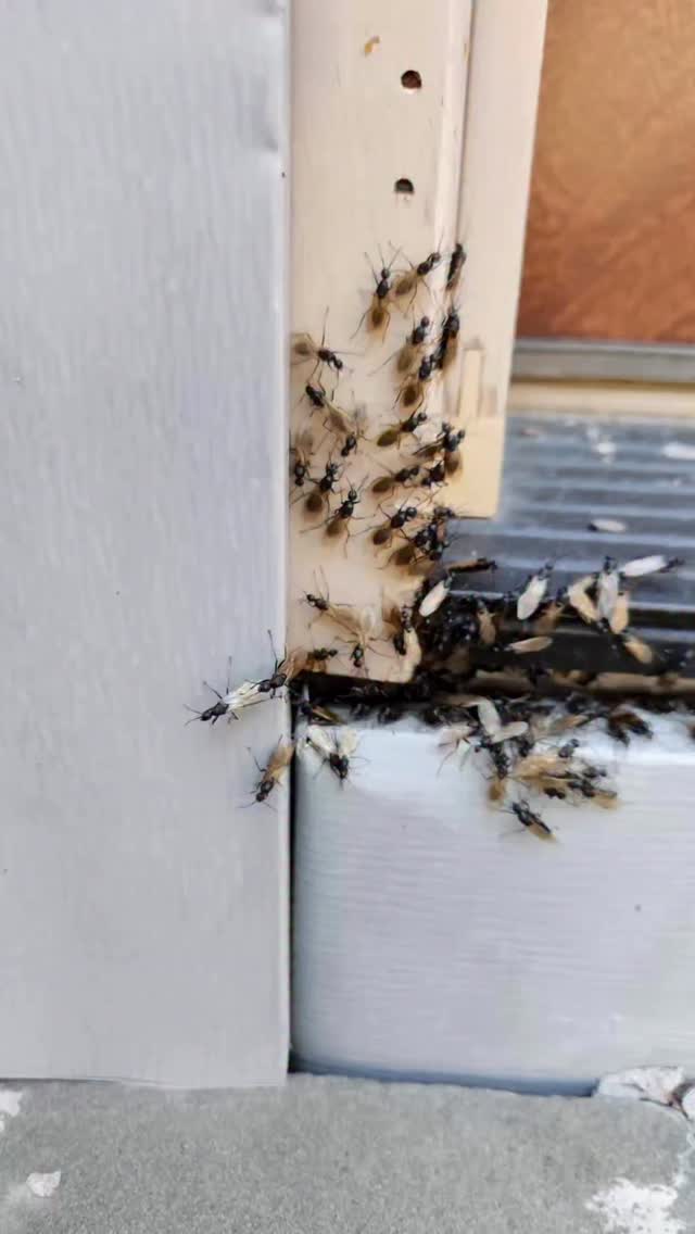 Instagram post by @allthingshome_stela for Pestie. Caption reads: Say goodbye to unwanted pests and hello to a....