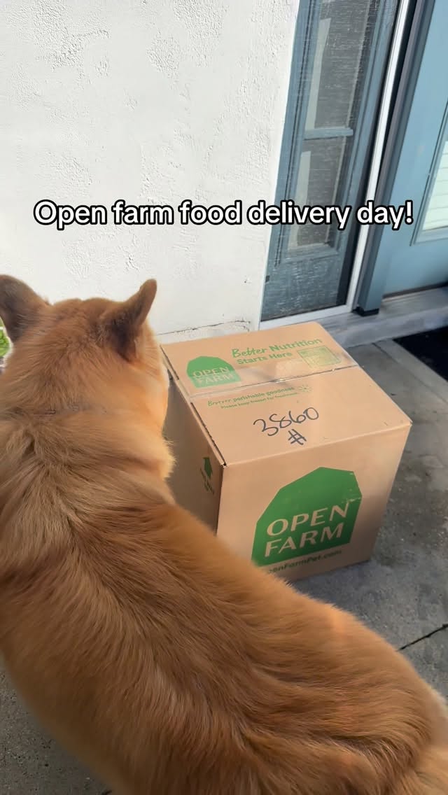 Instagram post by @apollothecorgimute for Open Farm Pet. Caption reads: [...] for 40% off your first order! #openfarmpet....