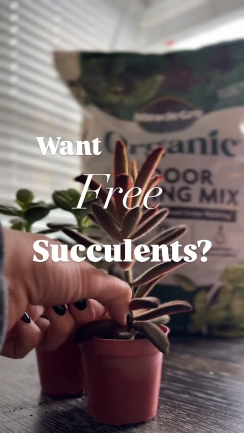 Instagram post by @hookandgarden for Miracle-Gro. Caption reads: How To Propagate a succulent from a leaf:

🍃....