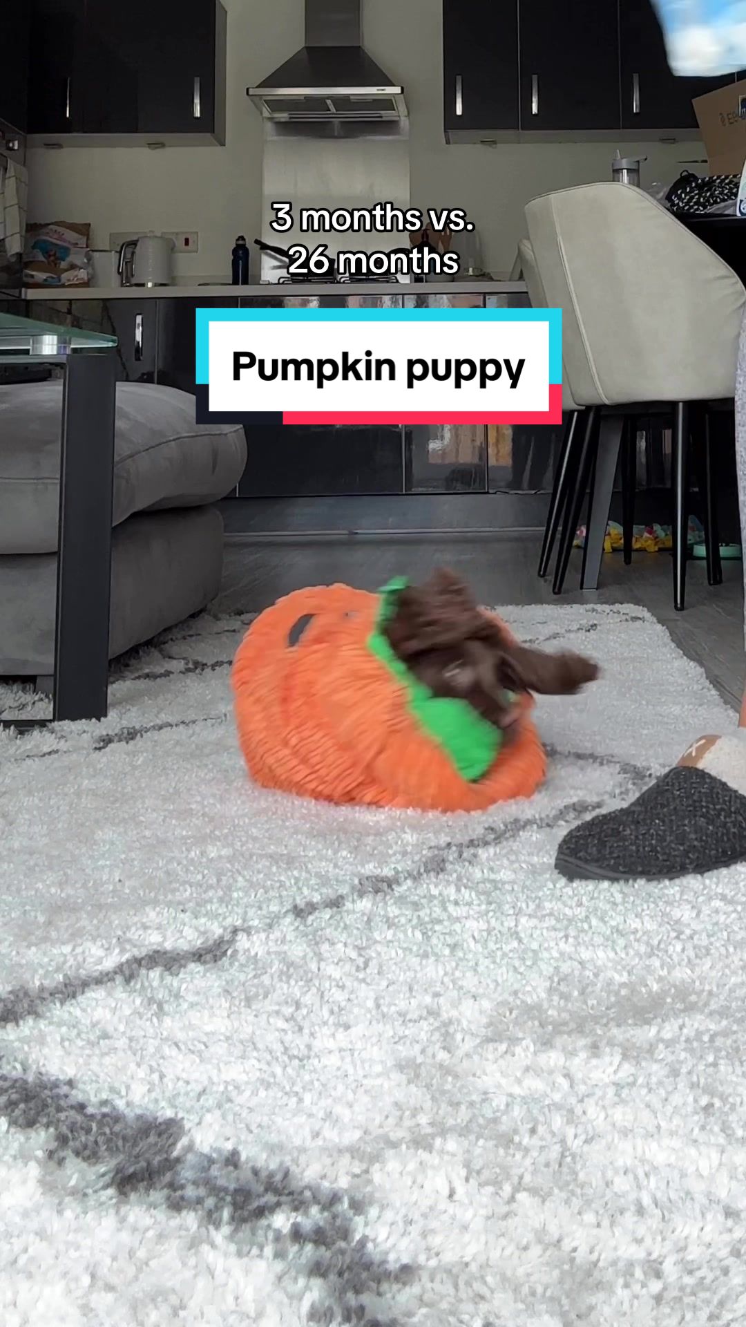 TikTok post by @cockermilly for Beco Pets. Caption reads: [...] #cockerspaniel #dogcostume #becopets ad.