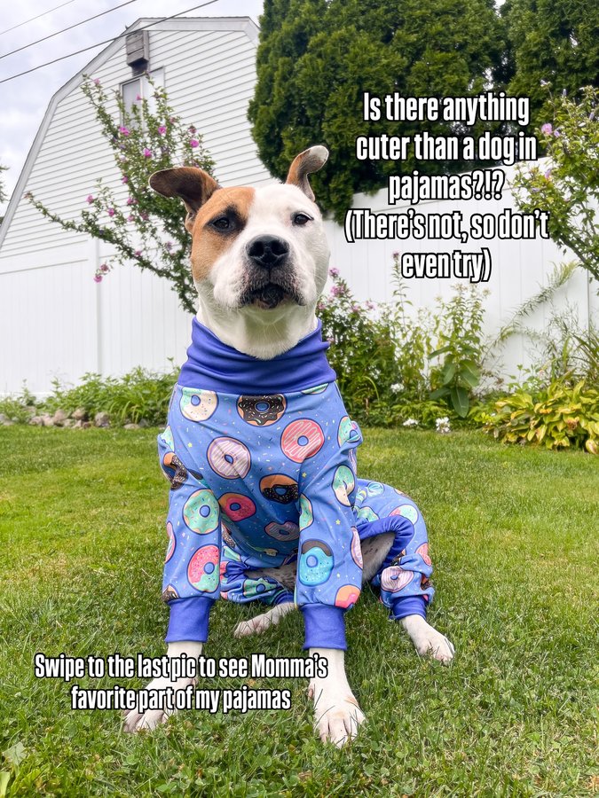 Instagram post by an influencer for SPARK PAWS. Caption reads: [...] And let me tell you… these....