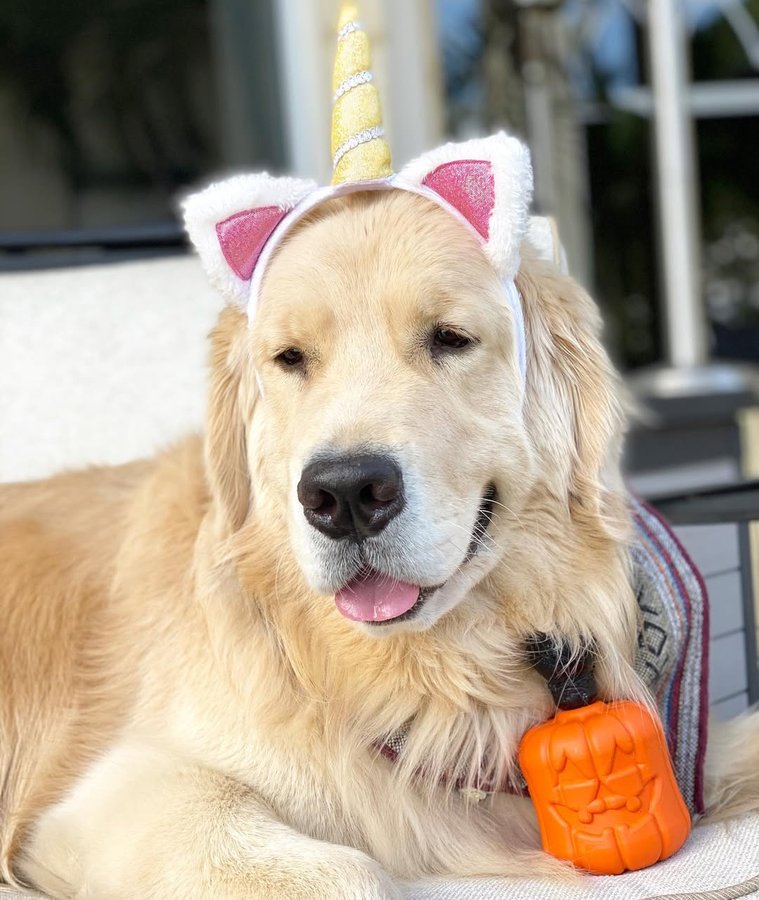 Instagram post by @wallacethegolden for The Dog Agency. Caption reads: I just received my October @dogtasticbox and it’s....