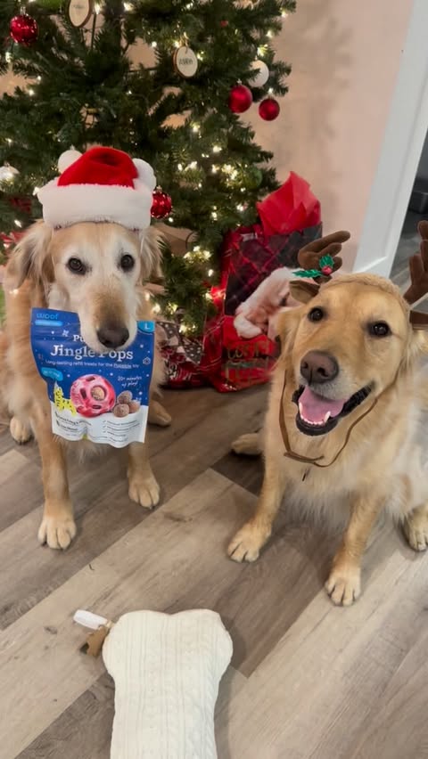Instagram post by an influencer for Woof. Caption reads: Thanks to @mywoof for sending gift so we could....
