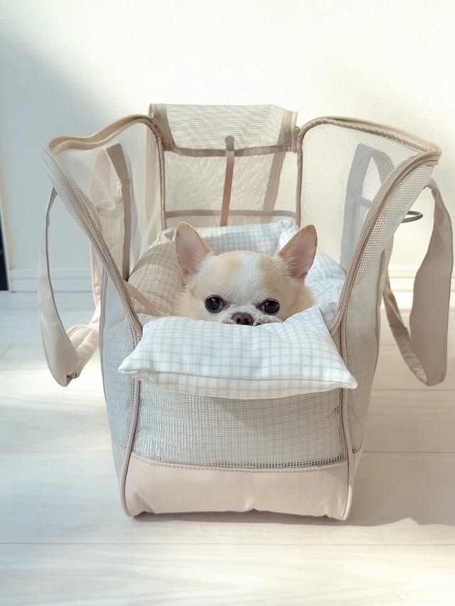 Instagram post by @kurimusenyou for monchéri. Caption reads: Loving my new bag🐶💕👜 クリムもお気に入りのバッグ🐶💗🫧....