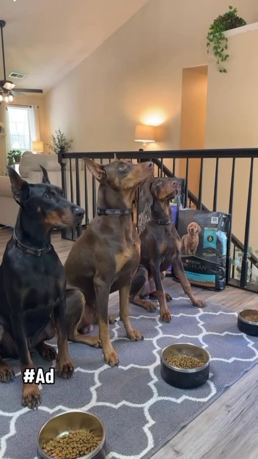 Instagram post by @suavexavier_ for PURINA PRO PLAN. Caption reads: @proplan keeps my dogs active and ready for....