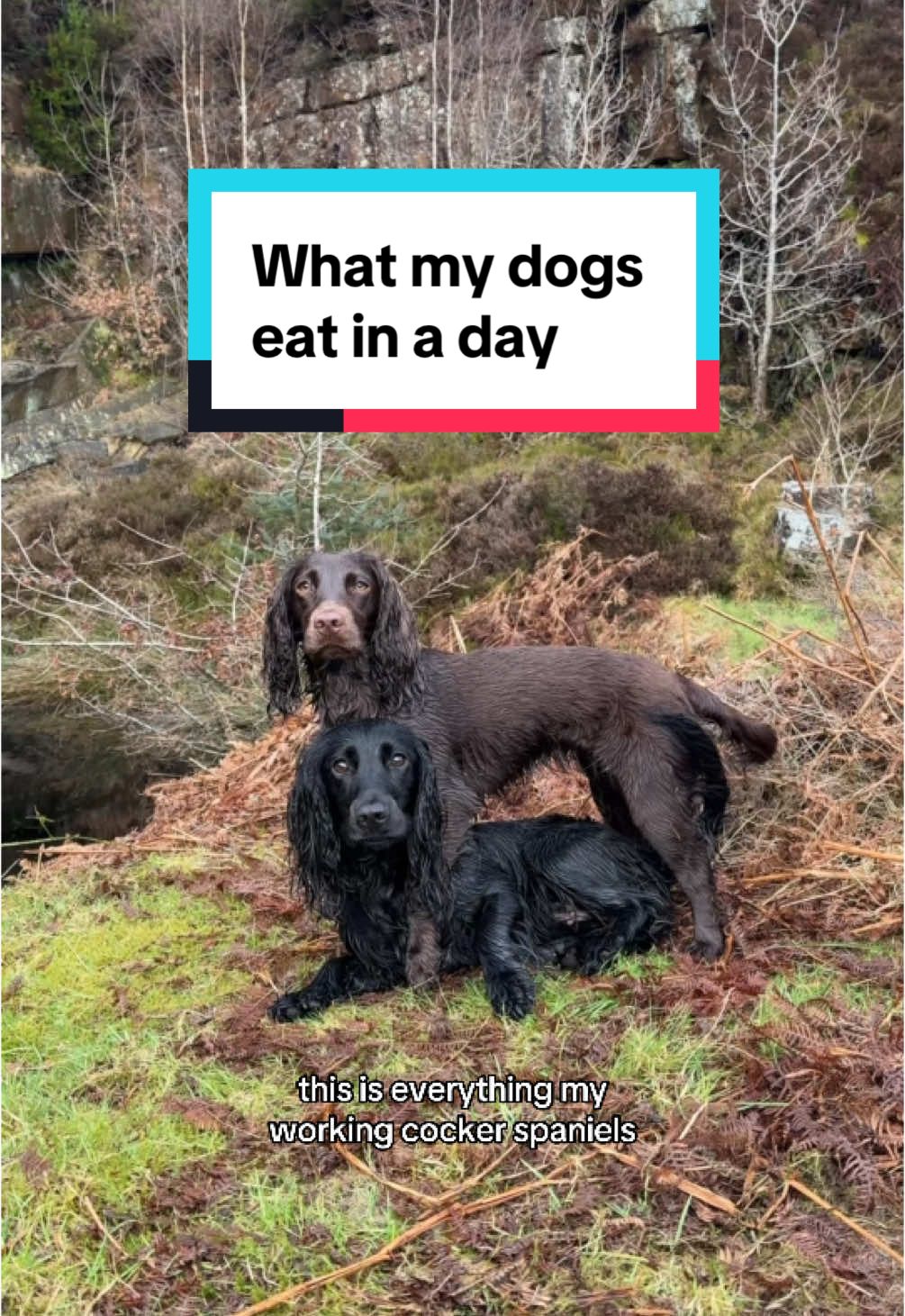 TikTok post by @cockermilly for Beco Pets. Caption reads: [...] free plaque guard 🔗 in profile 🏷️ becopets....