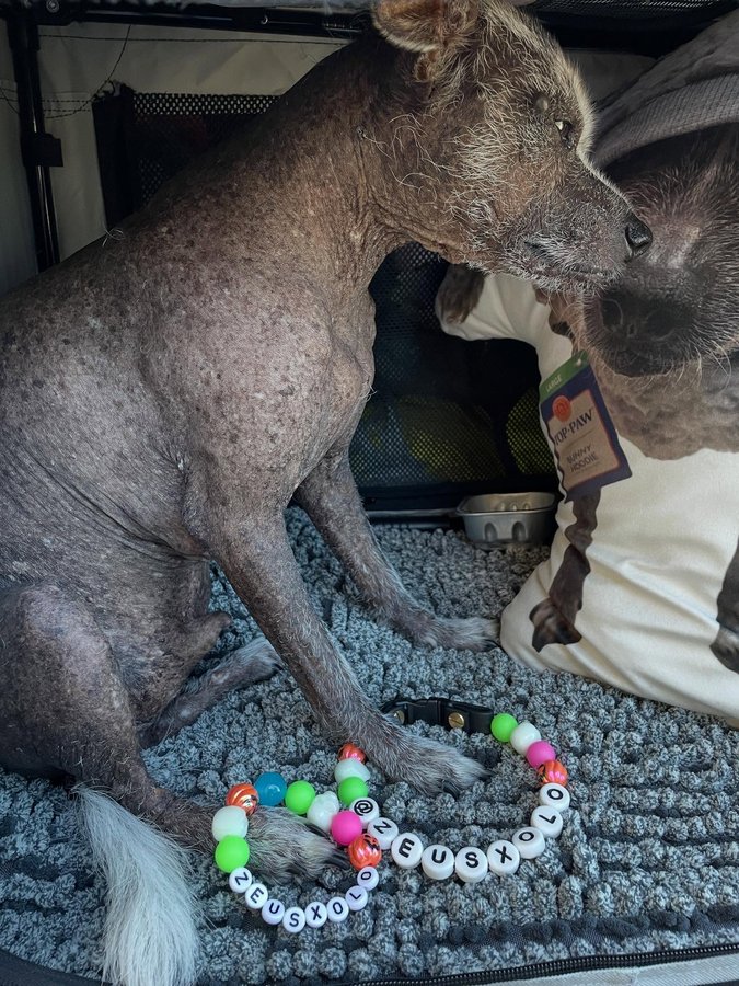 Instagram post by @zeusxolo for All About Vibe. Caption reads: [...] not involved, he is only a pillow....