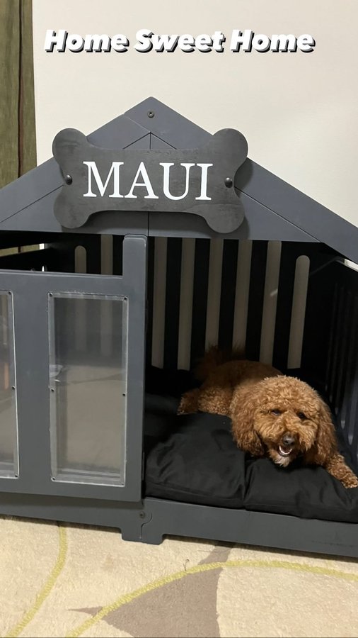 Instagram post by @mauitheminigoldendood for – Wlo Store. Caption reads: 🥳 Welcome to my crib! 🥳

Maui is officially a....