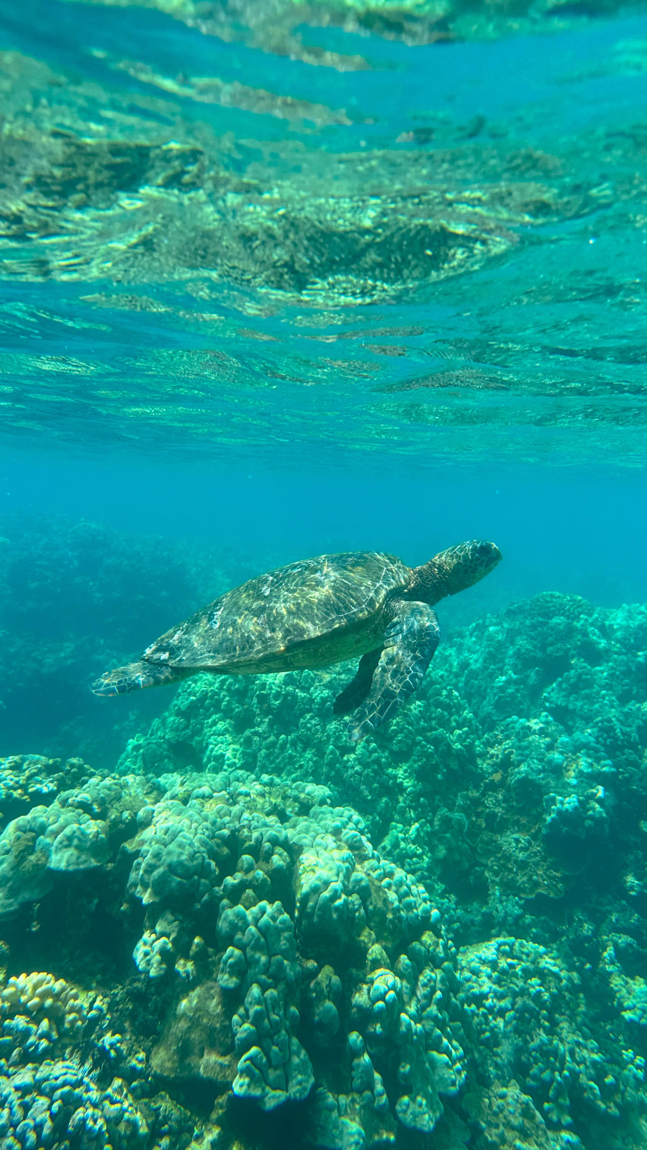 Instagram post by @carissa.june for Lifefactory. Caption reads: [...] me, especially during my pregnancy!....