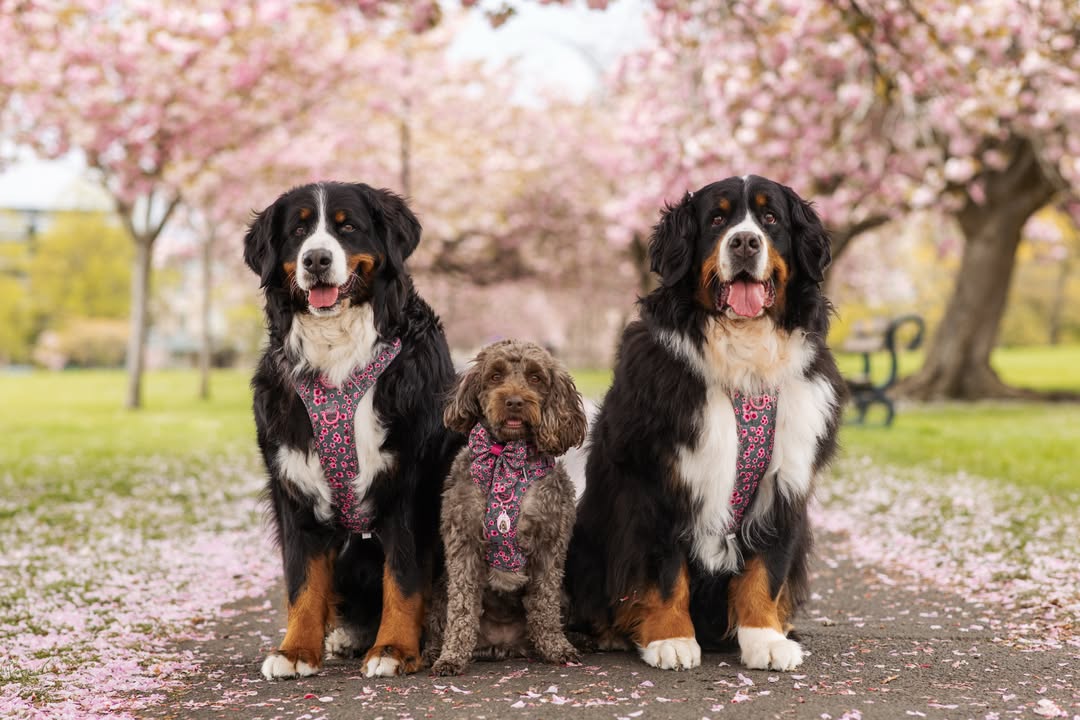 Instagram post by @berner.bears for Pawsome Paws Boutique. Caption reads: [...] Cherry Blossom harnesses from....