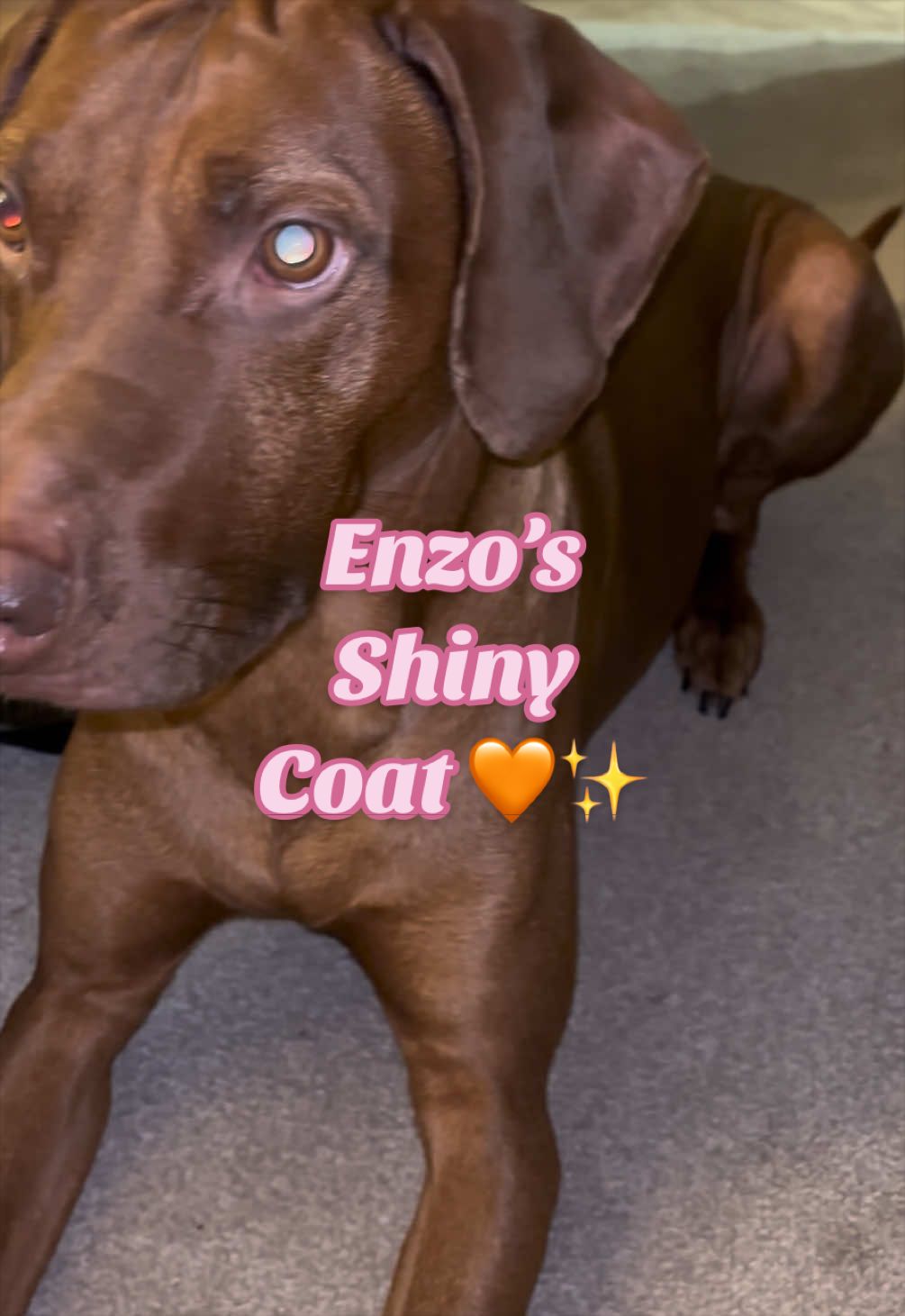 TikTok post by @allyshamariex for Puainta. Caption reads: @Puainta UK salmon oil helping keep enzo’s coat....