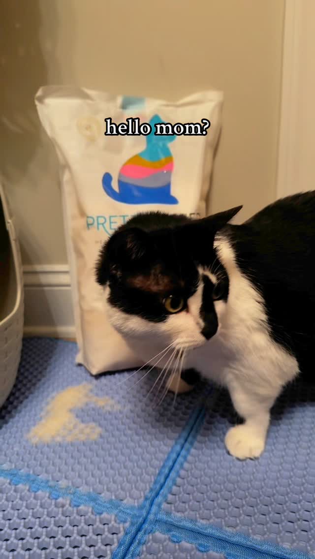 Instagram post by @mibicket for Prettylitter. Caption reads: Update she is I’m just a helicopter mom at this....