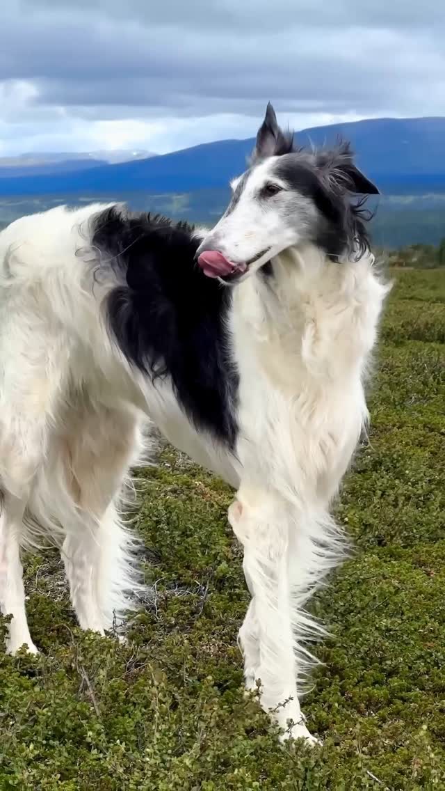 Instagram post by @zarwoe.oligarch for ESSENTIAL FOODS. Caption reads: “Would you like to join me for a photoshoot? 🎥....