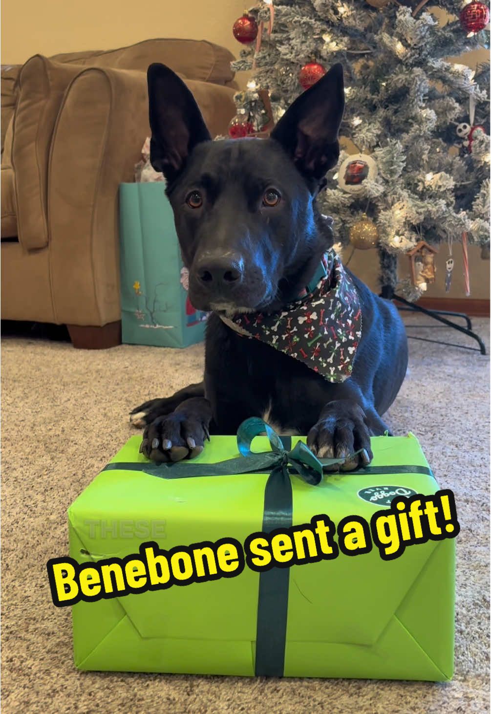TikTok post by @k9rocket for Benebone. Caption reads: @Benebone thank you for the gift!  #benebone [...].