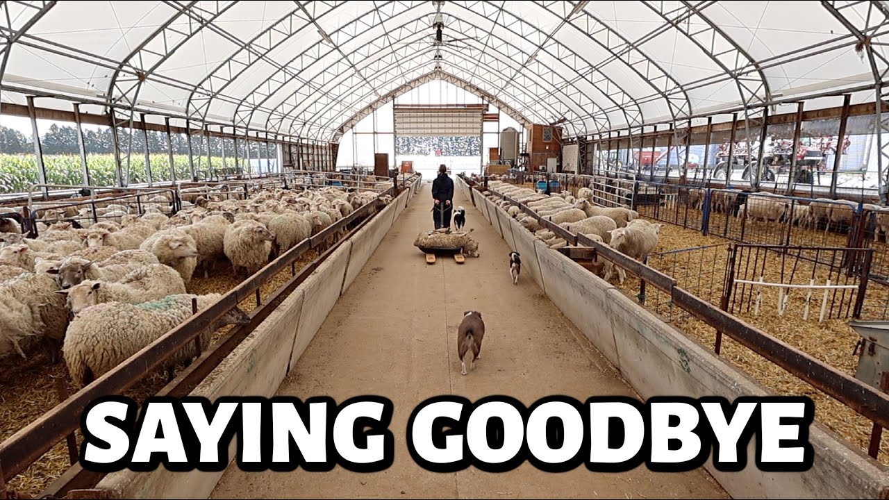 YouTube post by @SandiBrock for Flodesk. Caption reads: A day NO sheep farmer enjoys..