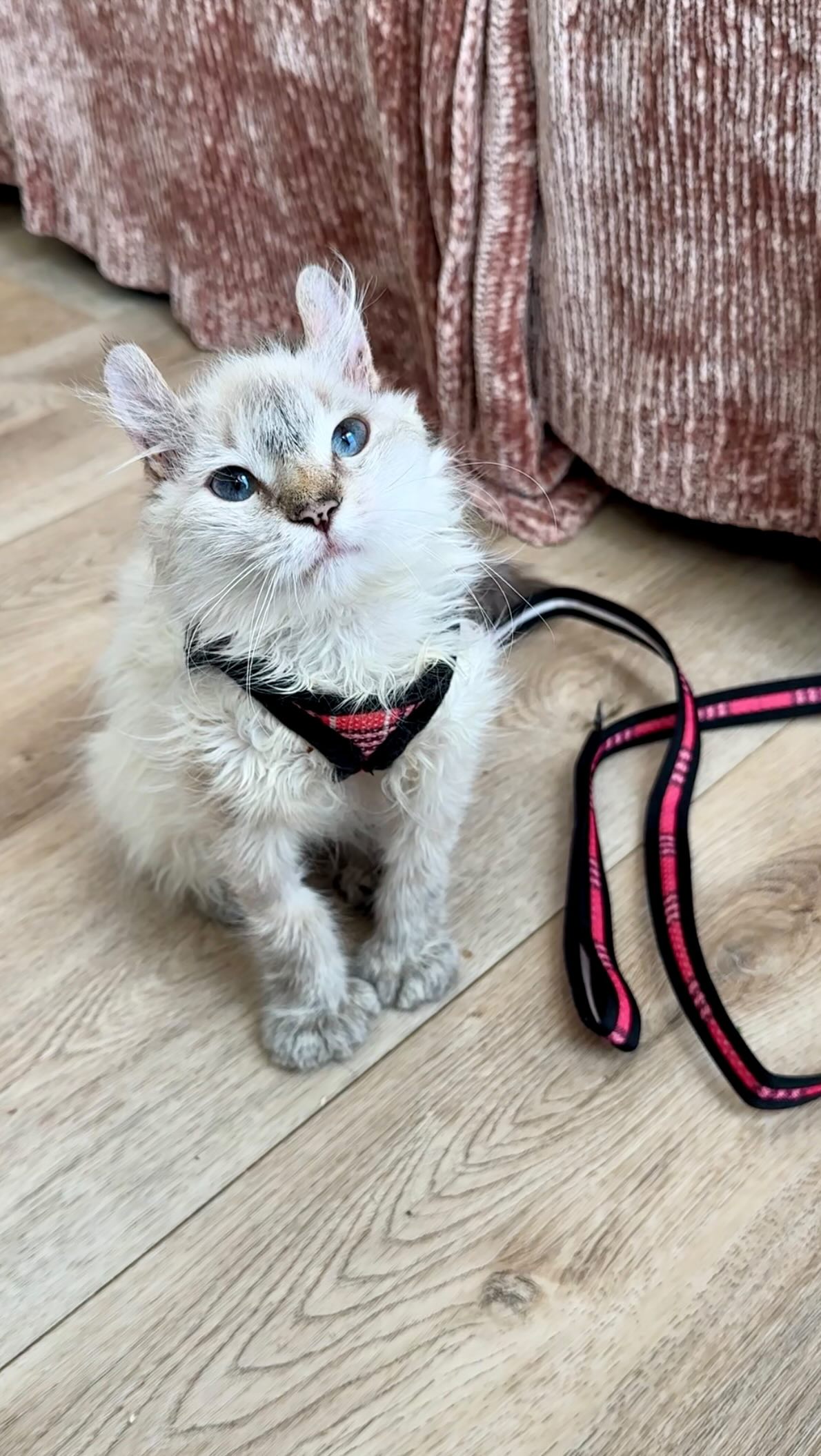 Instagram post by @kittyboyandfriends for Skechers. Caption reads: Fifi’s First Harness Walk 🤭

Lately, every time I....