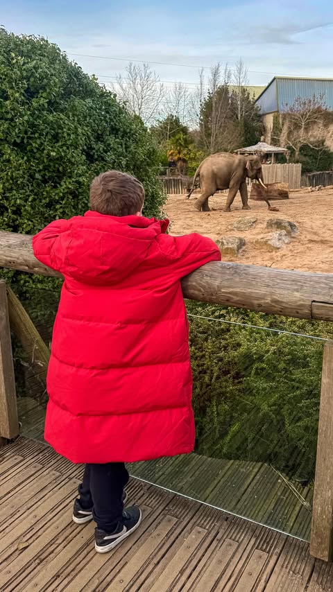 Instagram post by @jakedominic2018 for Chester Zoo. Caption reads: ad ✨🌿A day at @chesterzoo isn’t just about seeing....