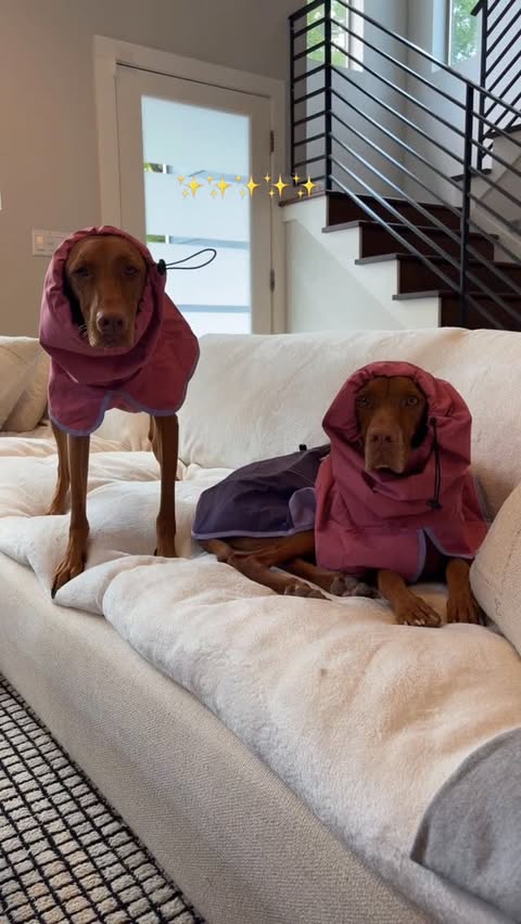 Instagram post by @chili_dawgy for Spark Paws. Caption reads: [...] cuter than dogs in raincoats 🌧️🌈....
