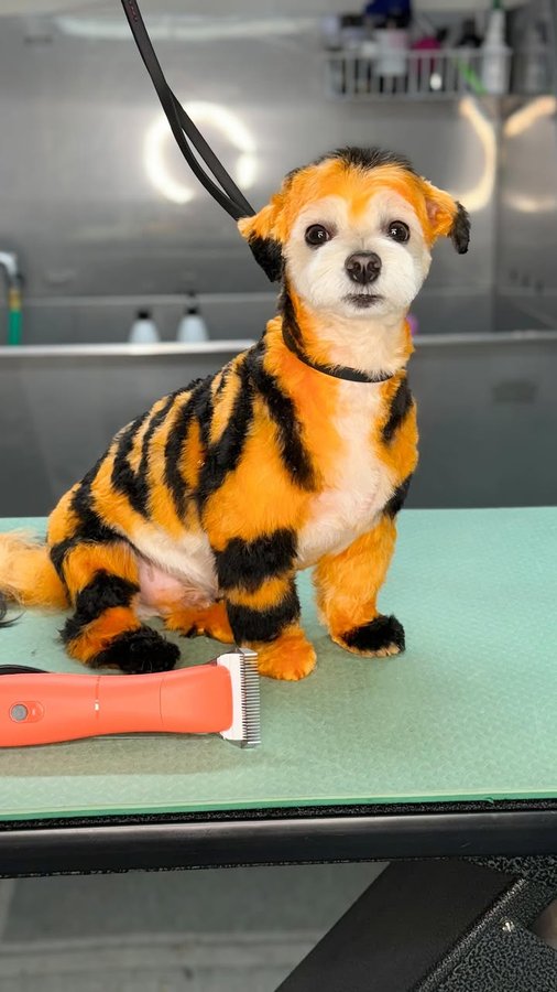 Instagram post by @jillymoochgrooms for OPAWZ. Caption reads: [...] and Happy Spooky Season! 🐯 All @opawz....