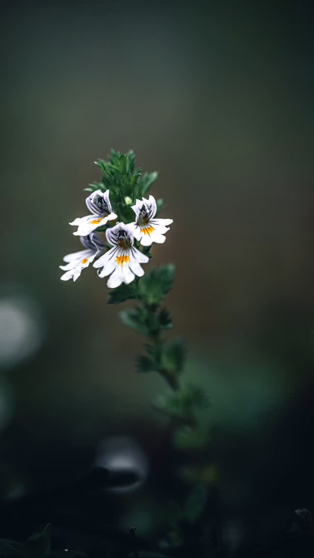 Instagram post by @fabrice_lombard_photography for SANDMARC. Caption reads: 🔍 Macro Challenge: Nikon vs iPhone 📸
Can an....