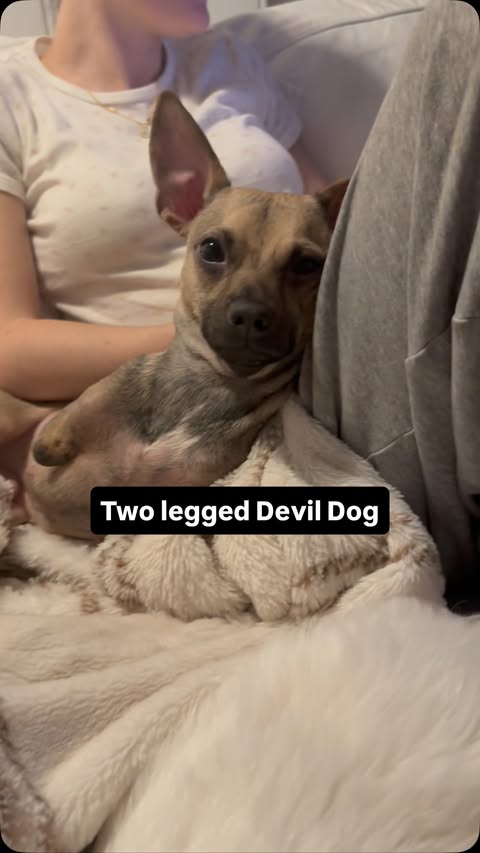 Instagram post by @amira.amiracle for WeRateDogs. Caption reads: He really only gets this way with his siblings…....